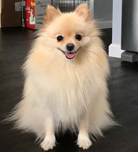 </b> Learn about the history, appearance, and personality of this small and fluffy breed. . Pomeranian for sale